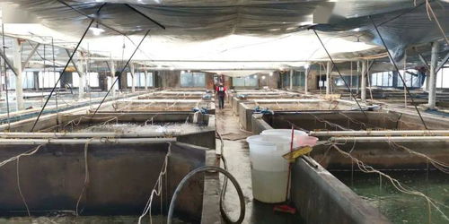 番禺 疫情下的水產養殖戶 觸網做電商積極自救