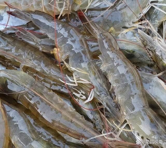 南美白對(duì)蝦工廠化養(yǎng)殖技術(shù)與水產(chǎn)品養(yǎng)殖發(fā)展前景