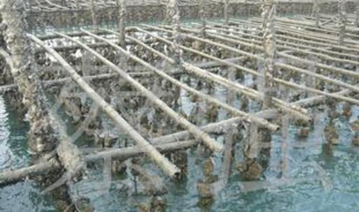 貝類養(yǎng)殖在水產(chǎn)品養(yǎng)殖中的關(guān)鍵作用與發(fā)展前景