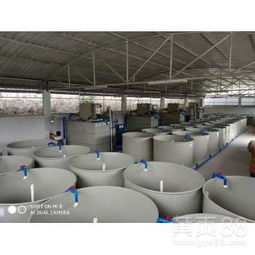 貴州循環水養殖項目 工廠化水循環系統推動高密度養魚養蝦發展