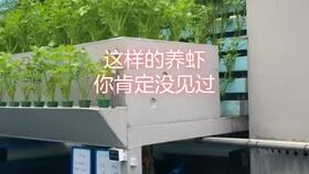 工廠化高效水產(chǎn)養(yǎng)殖新篇章 鋼架刀刮布高密度養(yǎng)殖黃顙魚技術(shù)解析