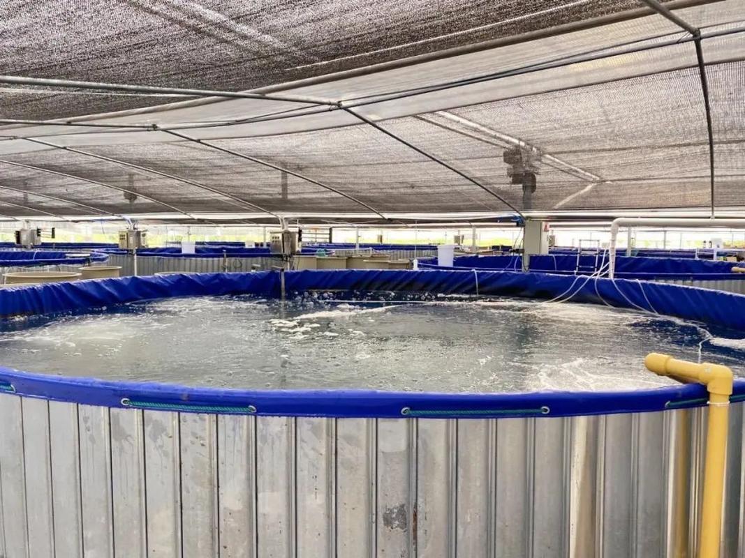 上海探索“養(yǎng)殖小區(qū)”新模式，高端水產(chǎn)品迎來(lái)工廠化春天