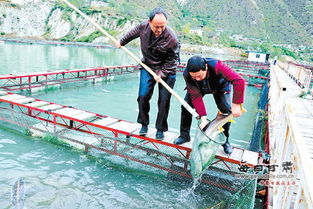 活水潤山鄉 甘肅隴南文縣借水興業，水產養殖產業蓬勃發展